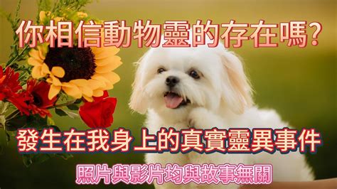 家裡有動物靈|[經驗] 動物靈